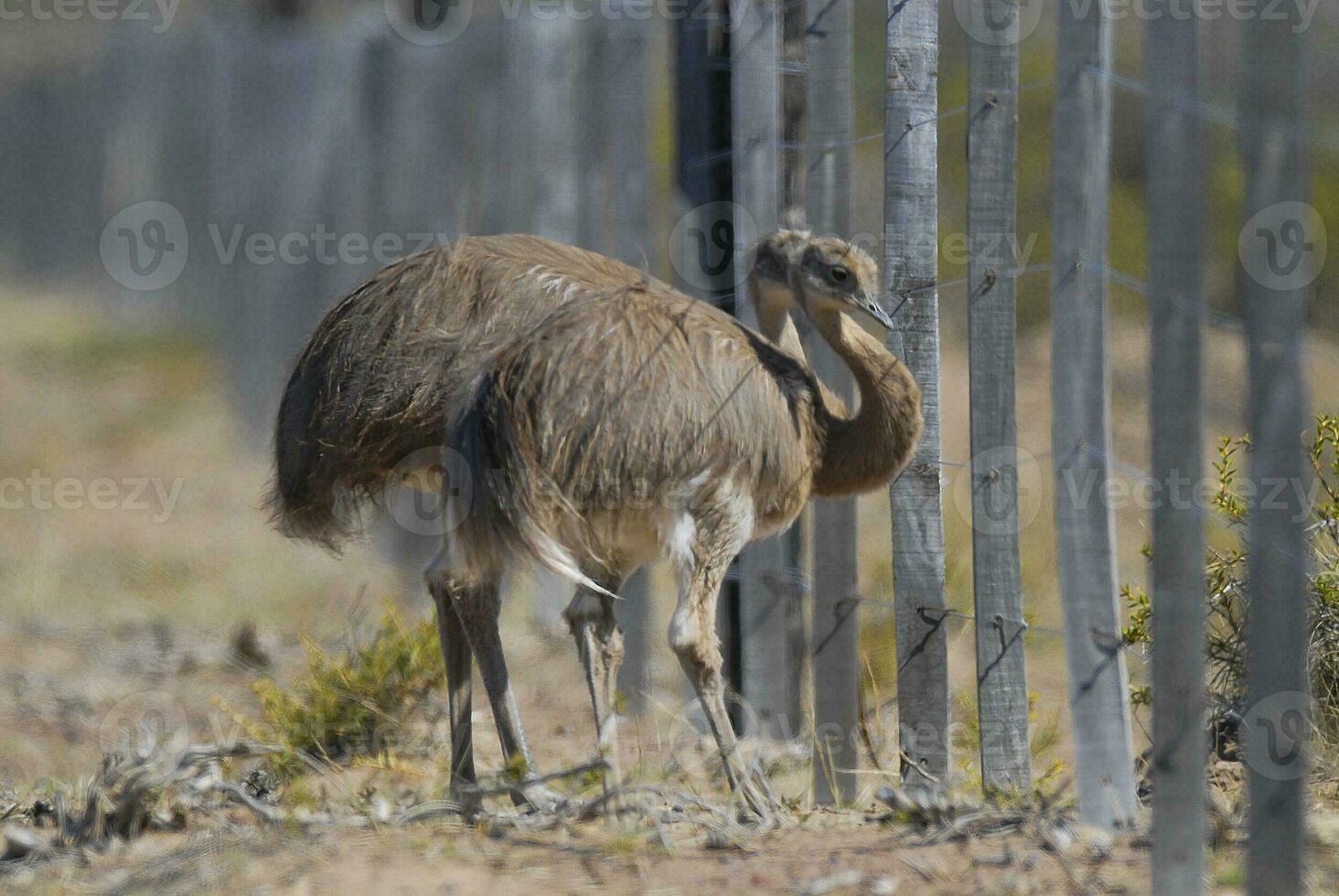 two birds standing next to a fence in the desert photo