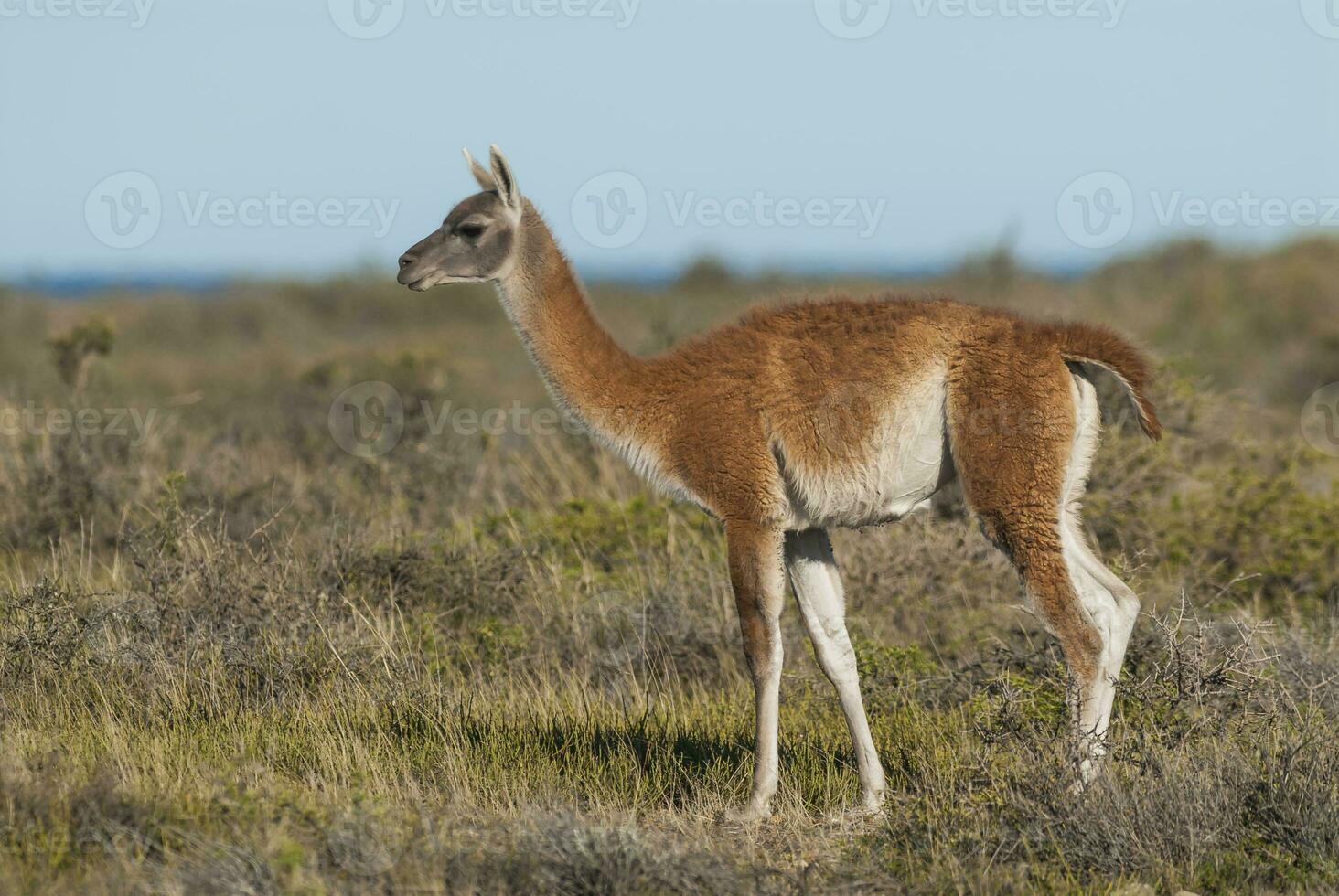 llamas standing in the grass near the ocean photo