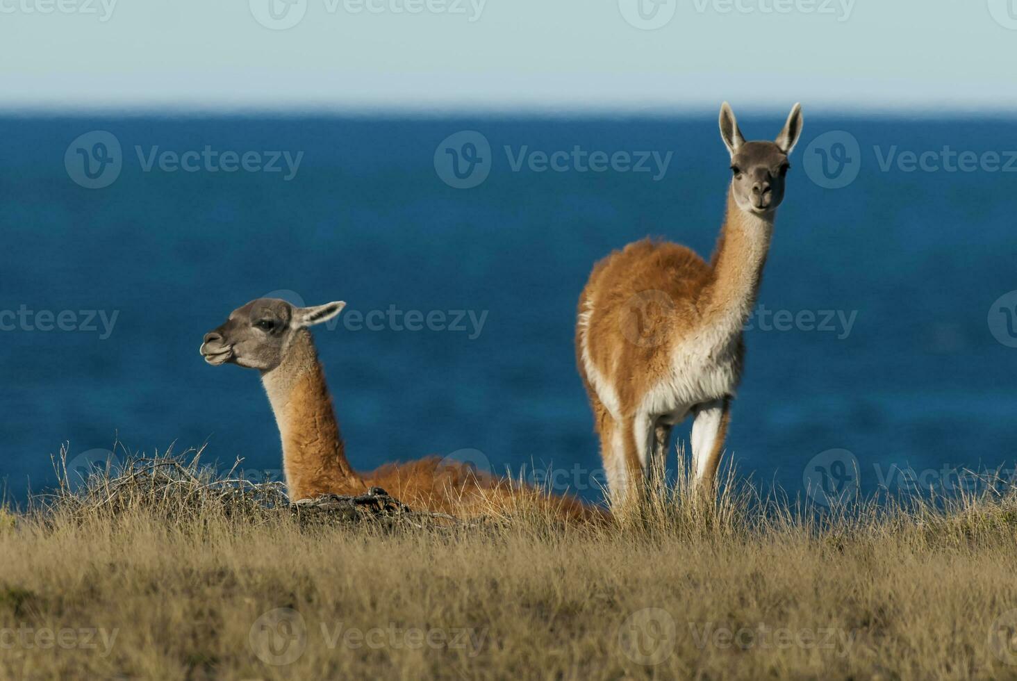 two animals are standing in the grass photo