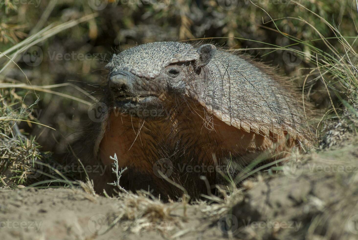 a large armadillo in the grass photo