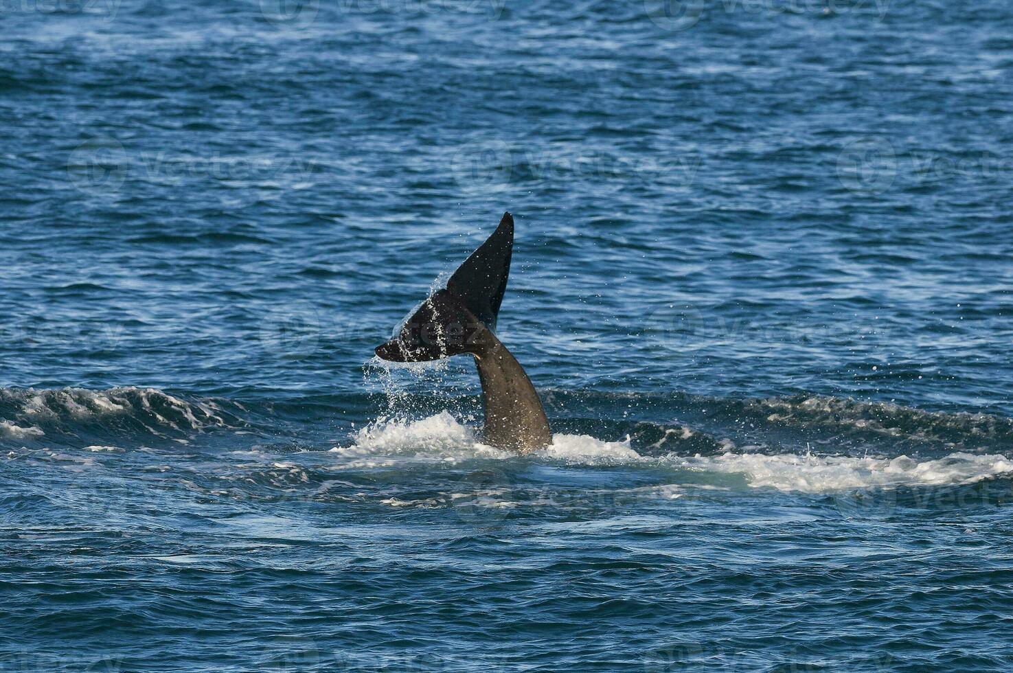 a whale tail is out in the ocean photo