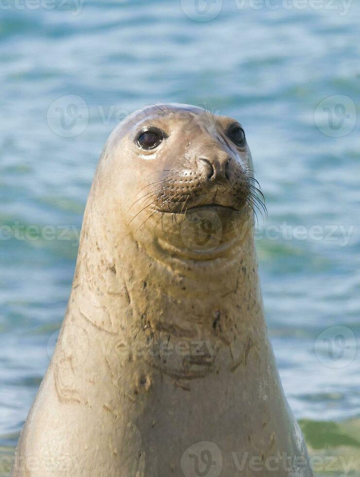 a seal in the water photo