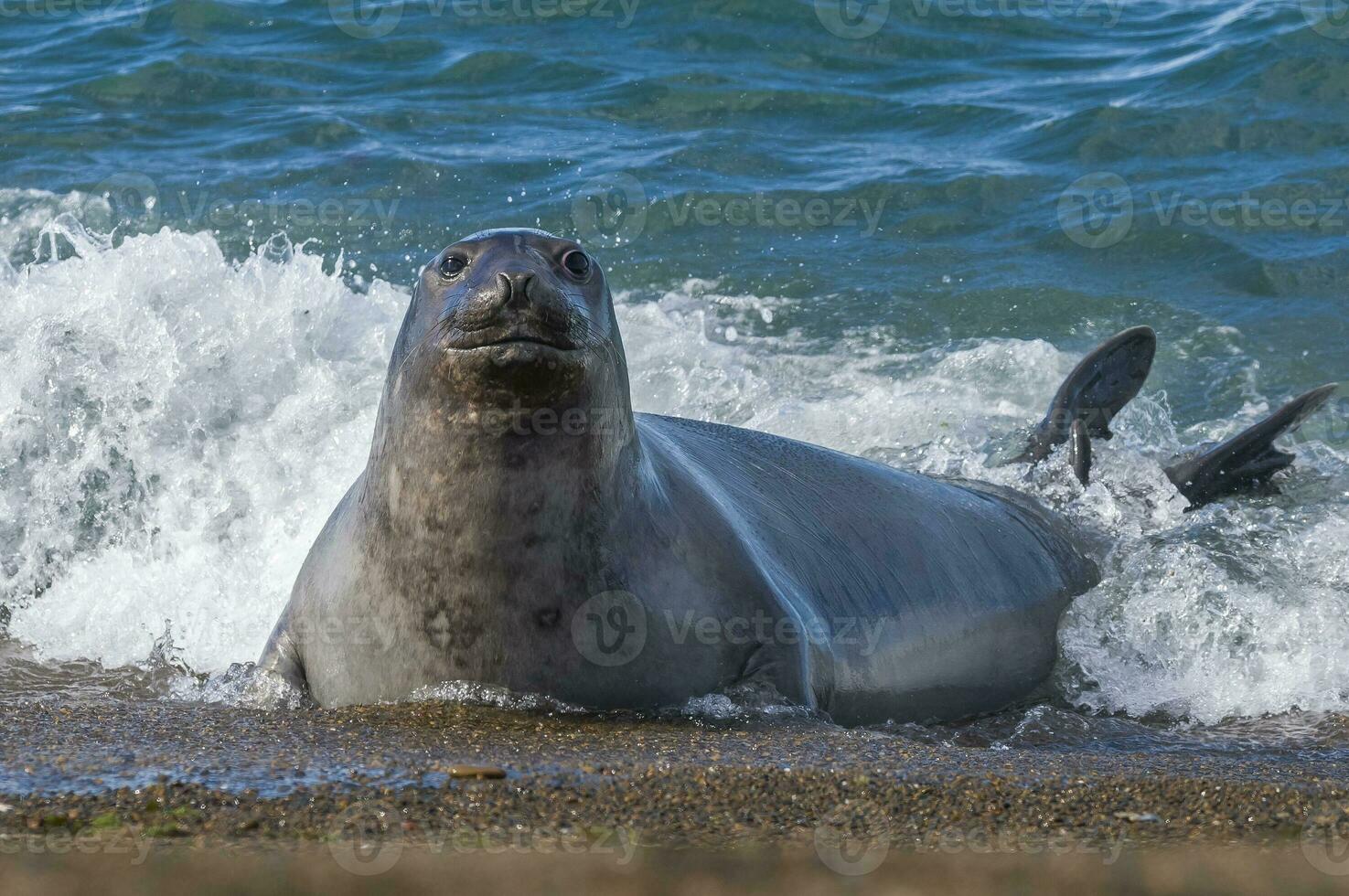 a seal is swimming in the ocean photo