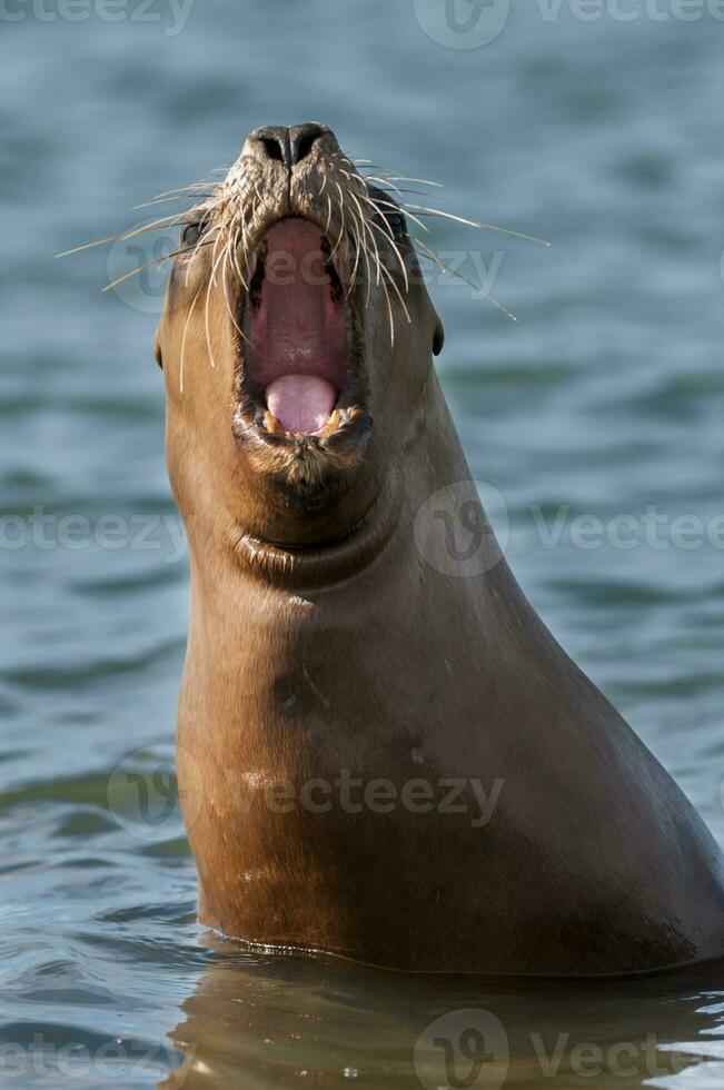 a seal with its mouth open in the water photo