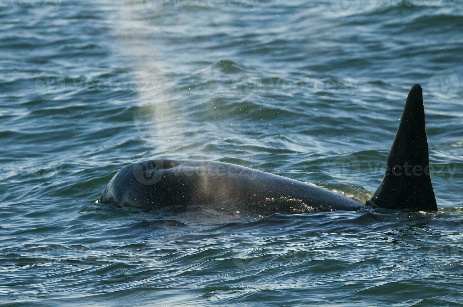 un grande negro y blanco ballena en el Oceano foto