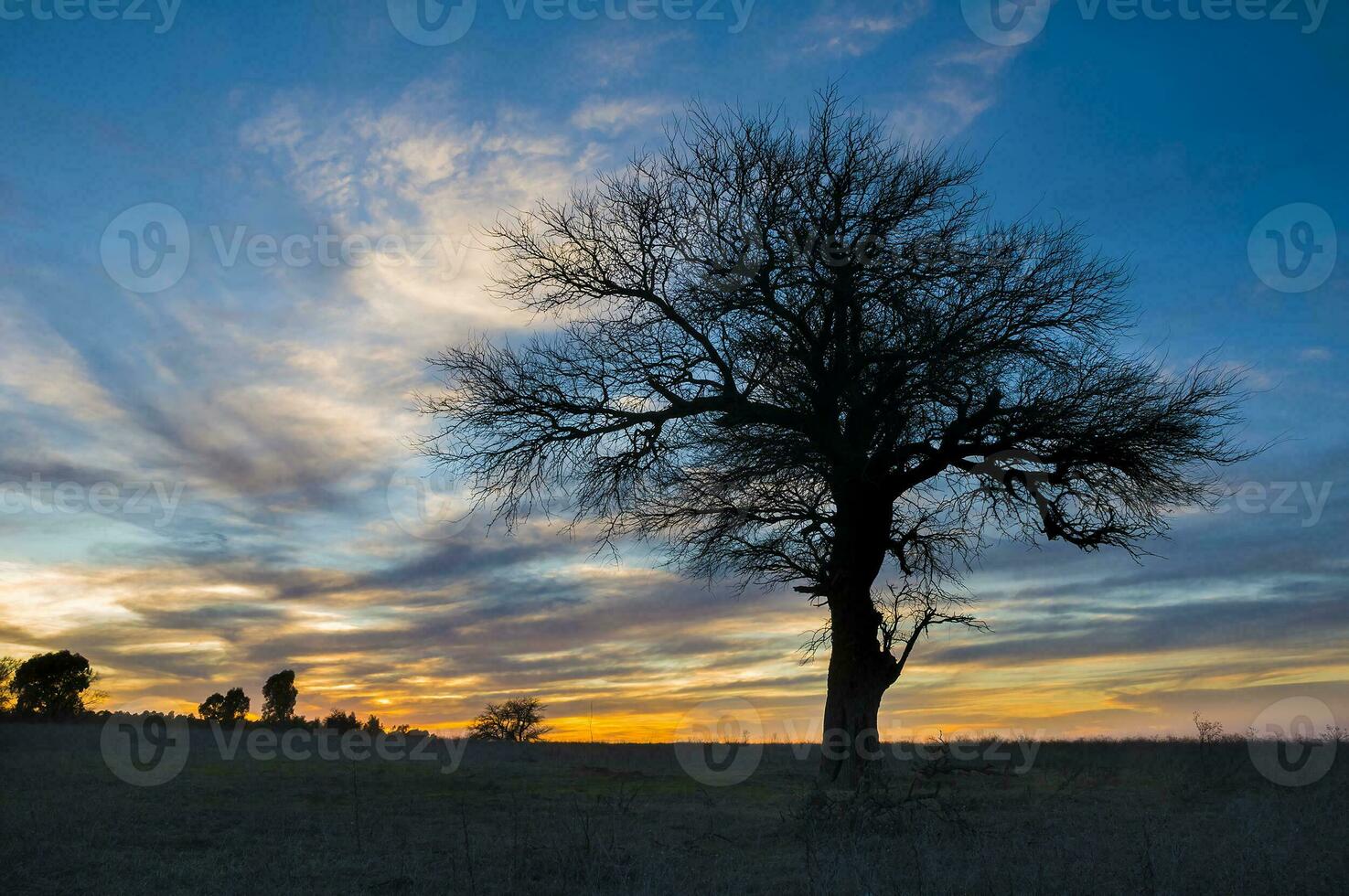 un árbol en un campo foto