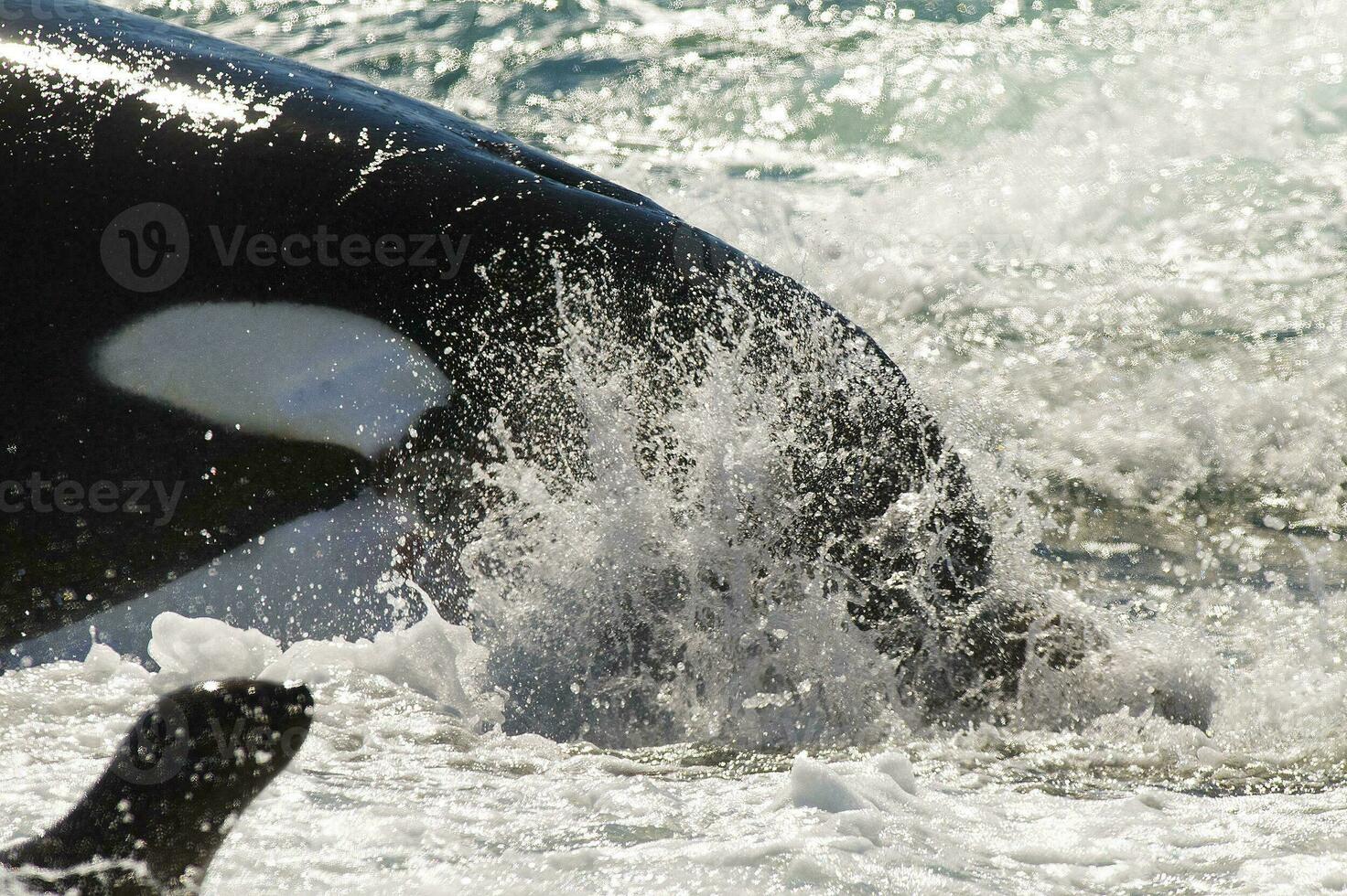 a large black and white whale in the ocean photo