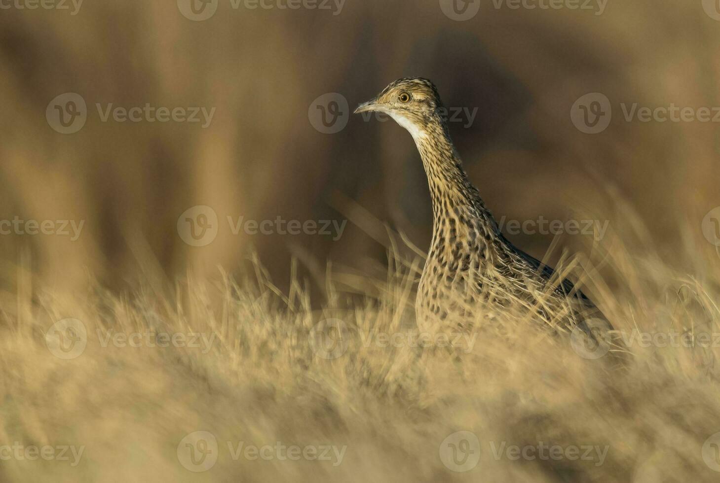 a bird is standing in tall grass photo