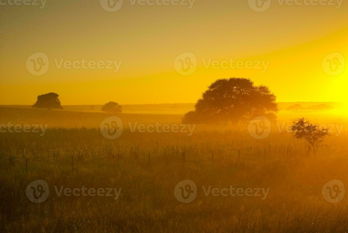 a field with a tree in the middle of it photo