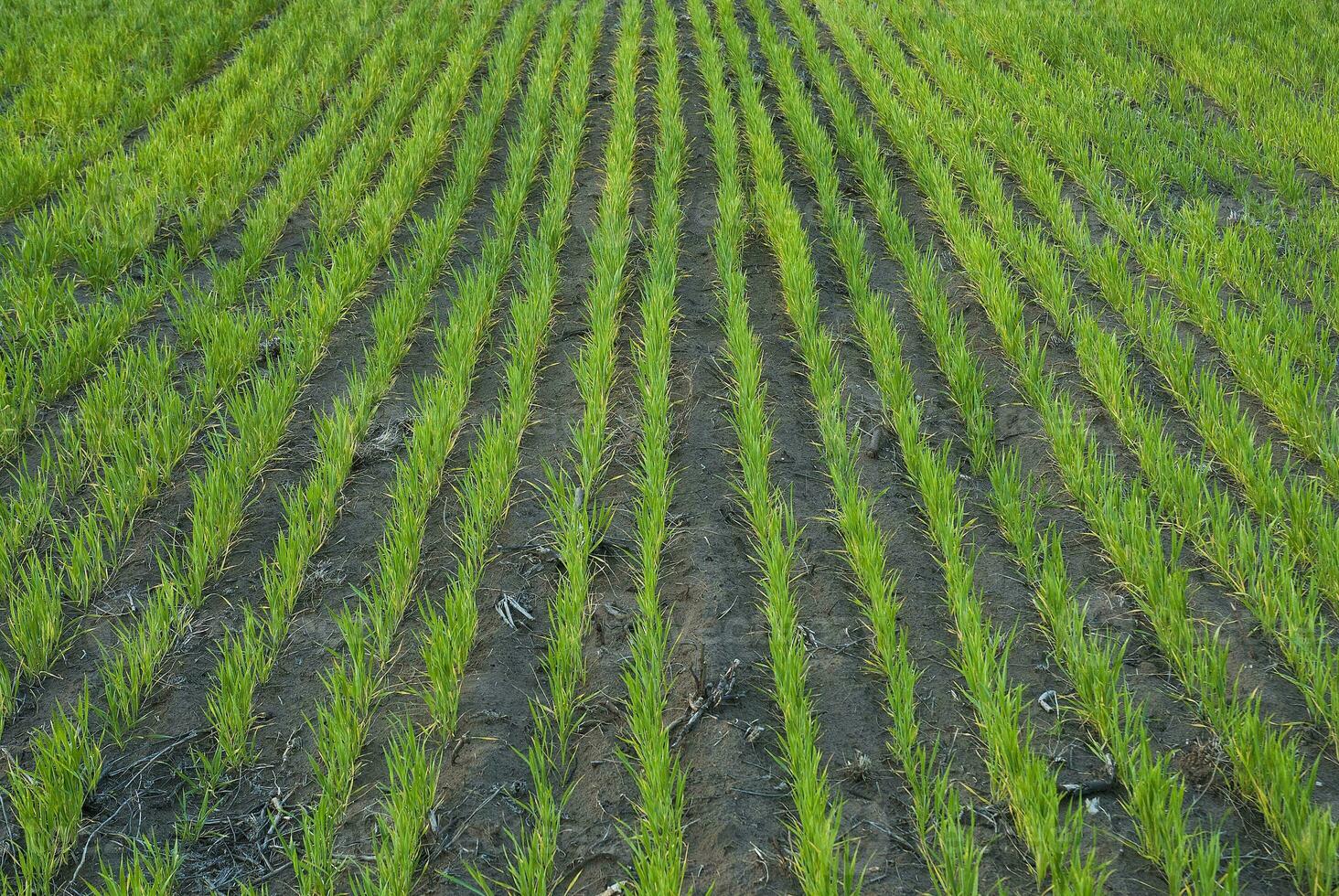 a field of green grass with a row of trees photo