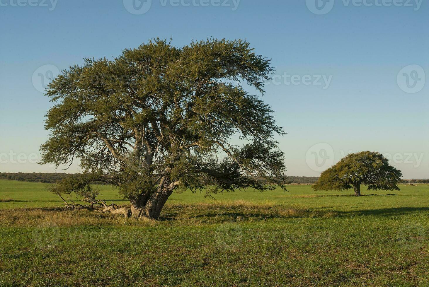 a large tree in a field photo