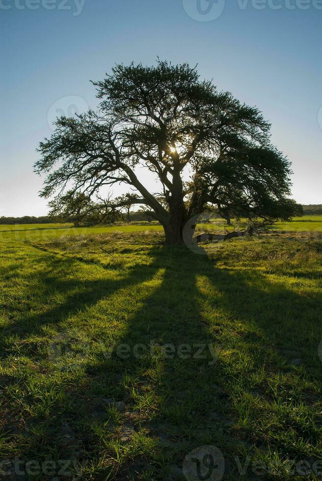 a large tree in a field photo