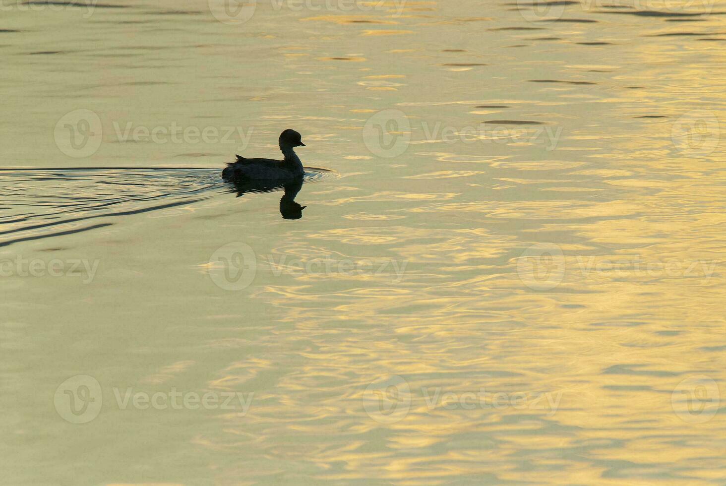 a bird standing in the water photo