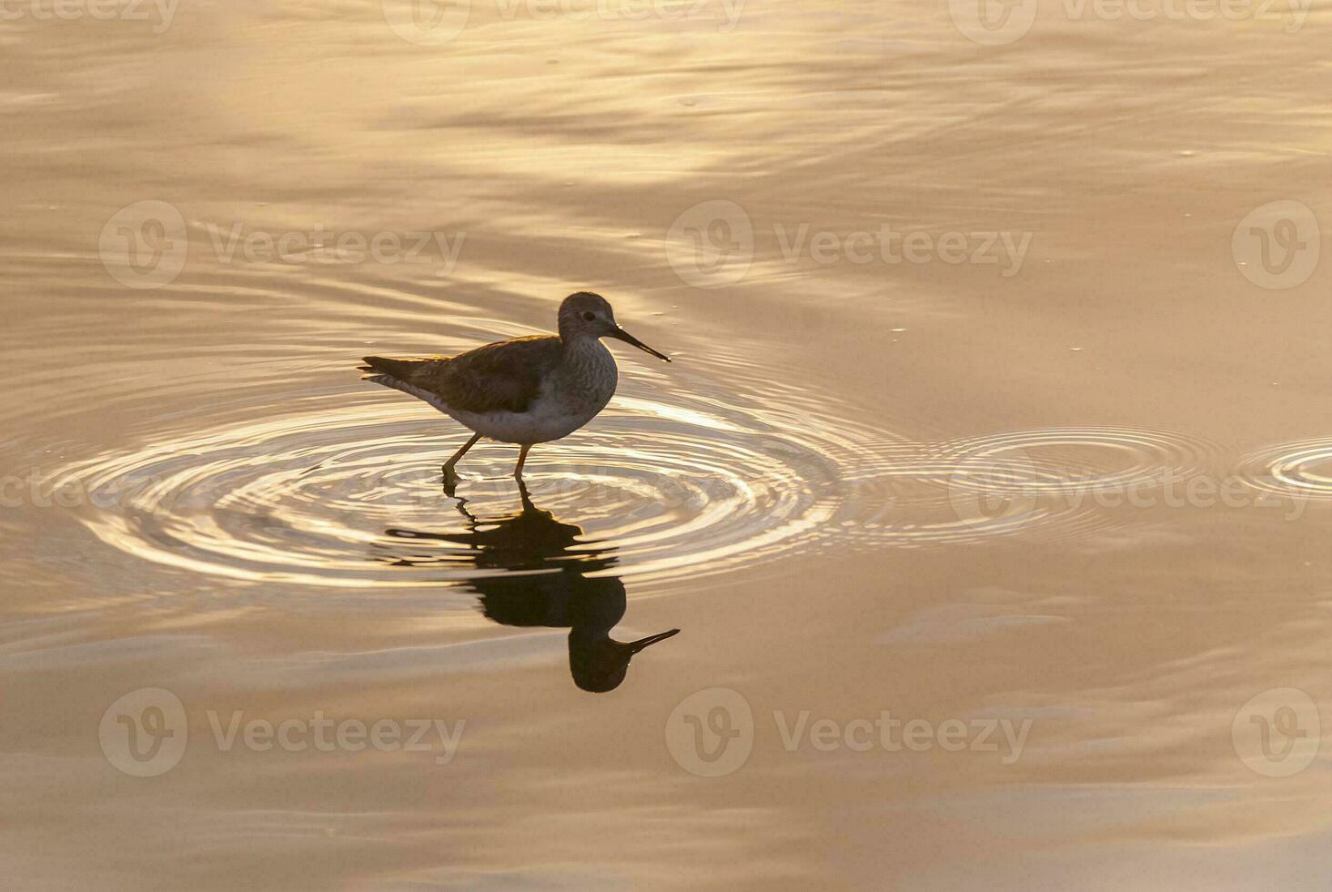 a bird standing in the water photo