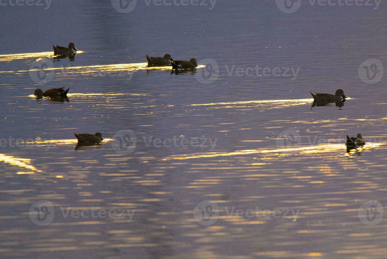 a group of ducks swimming in a lake photo