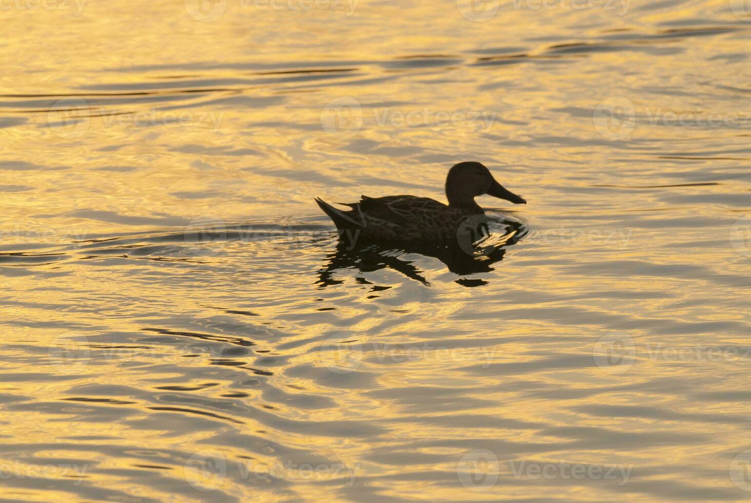 a bird standing in the water photo