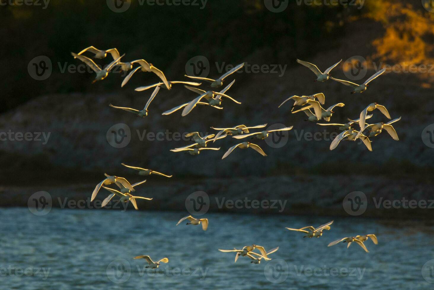 a flock of birds flying over a body of water photo