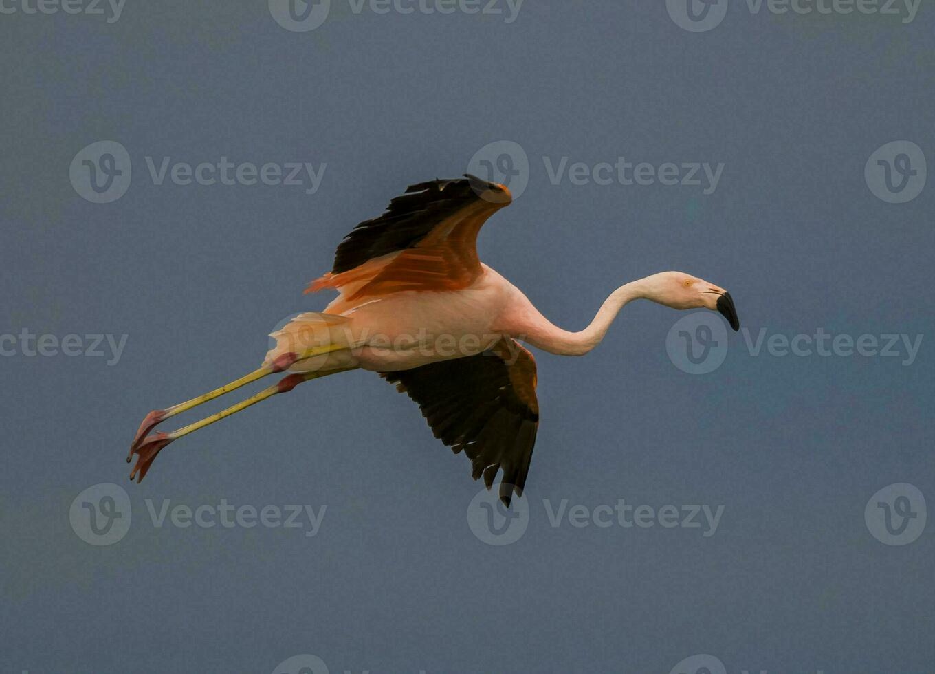 a flock of flamingos flying over a lake photo