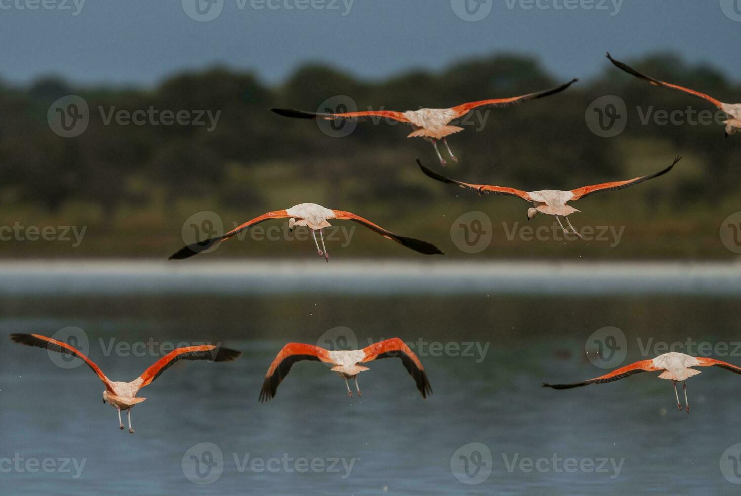 a flock of flamingos flying over a lake photo