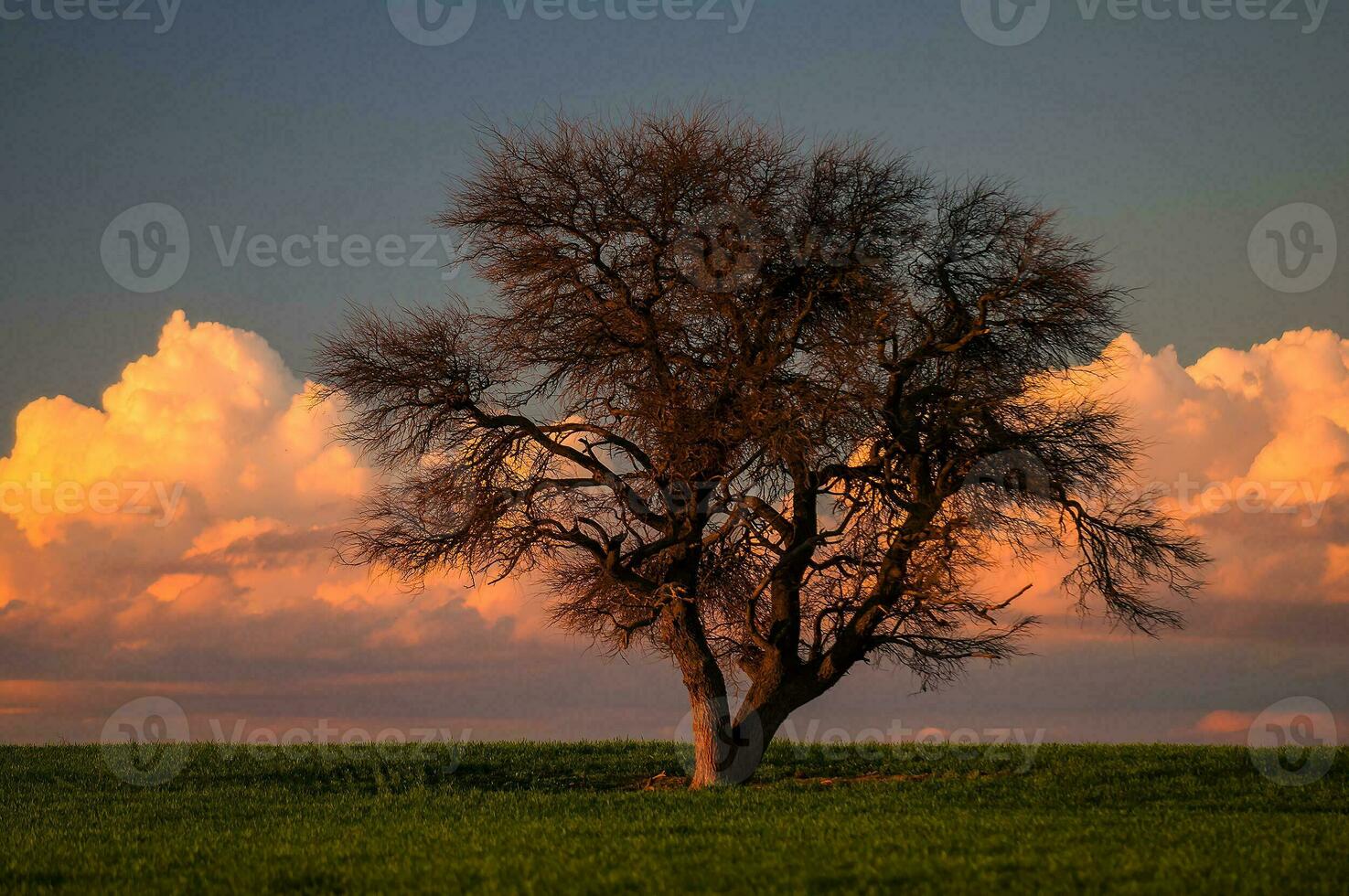 un solitario árbol soportes en un campo con nubes en el antecedentes foto