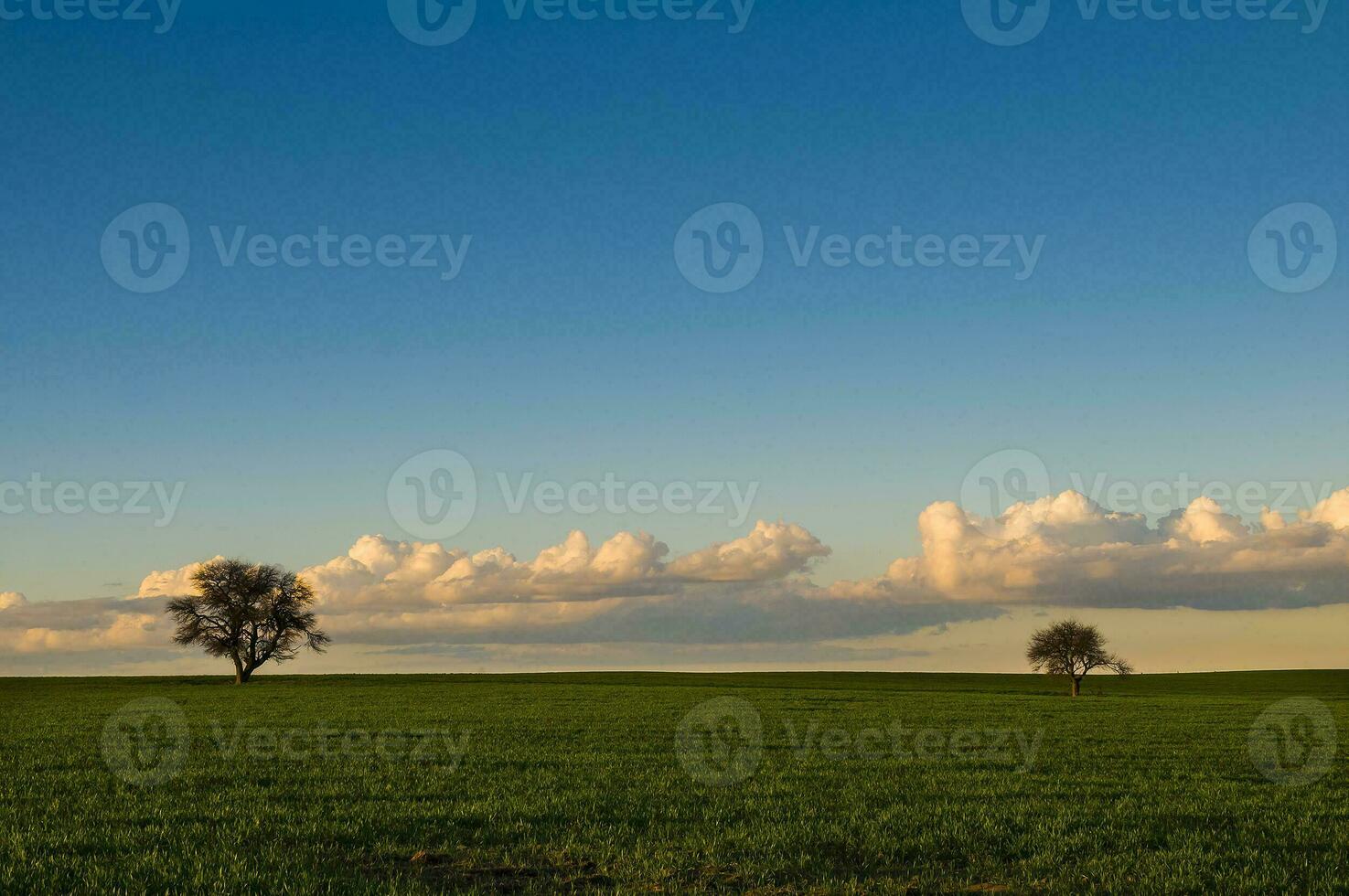 a lone tree in a field with the sun shining through the clouds photo