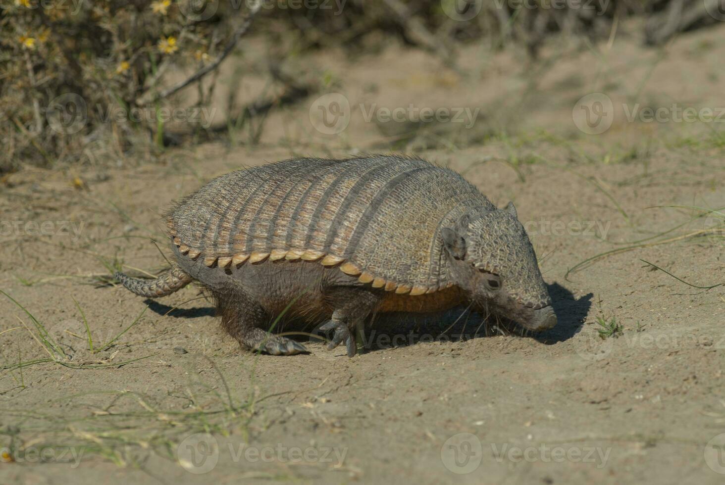 un pequeño armadillo caminando a través de un arenoso campo foto