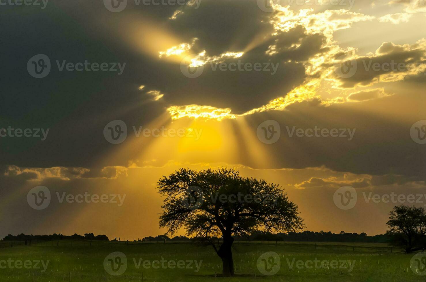 a lone tree in a field with the sun shining through the clouds photo