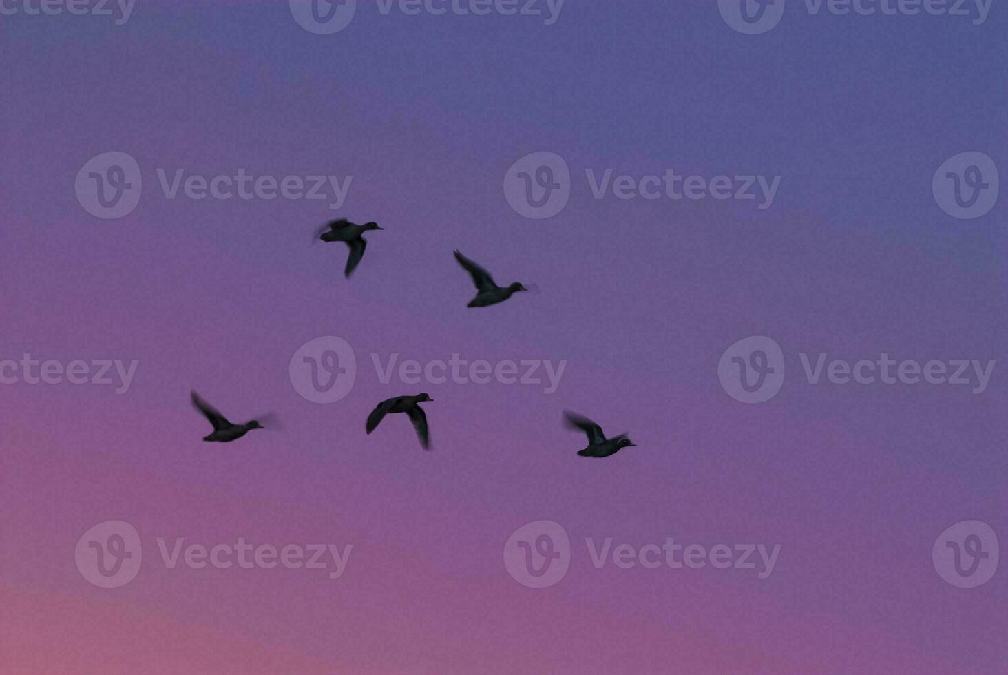 birds flying in the sky at sunset photo