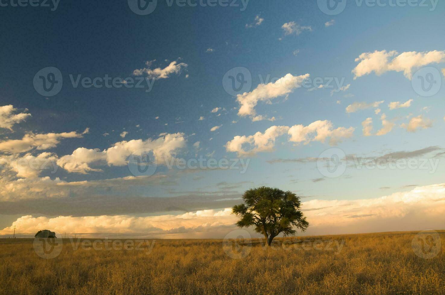 a lone tree in a field with a blue sky photo