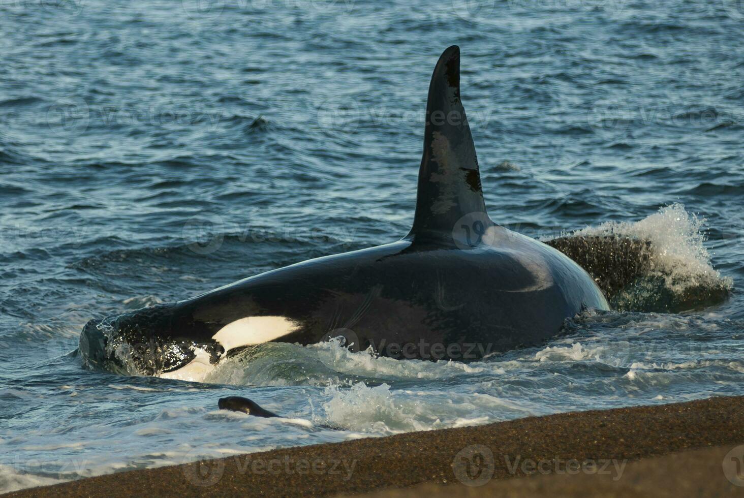 a black and white orca whale swimming in the ocean photo
