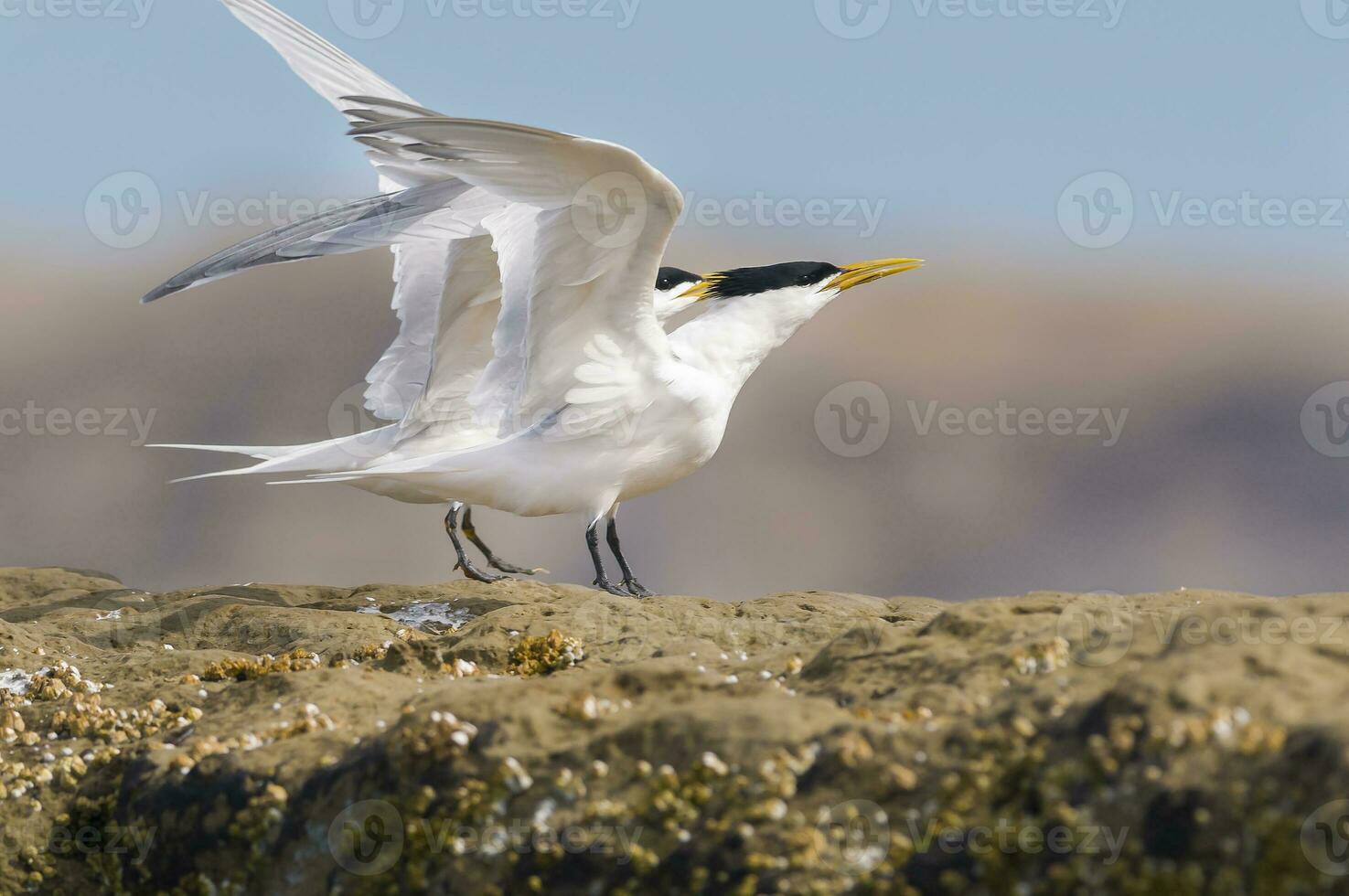 a bird with a black beak and white wings photo