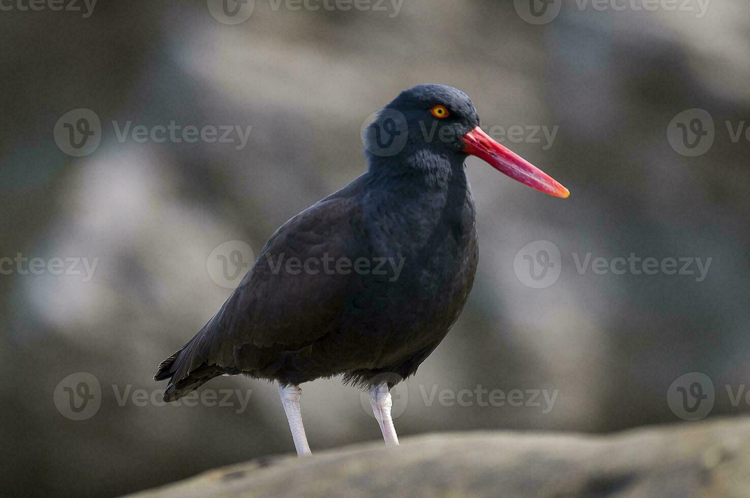 a black bird with a red beak standing on a rock photo