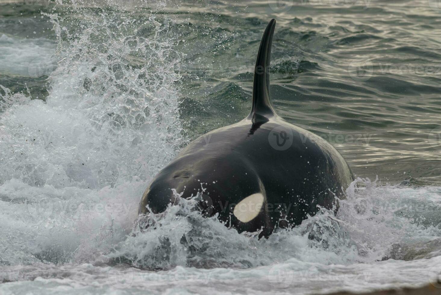 a large black and white whale in the water photo
