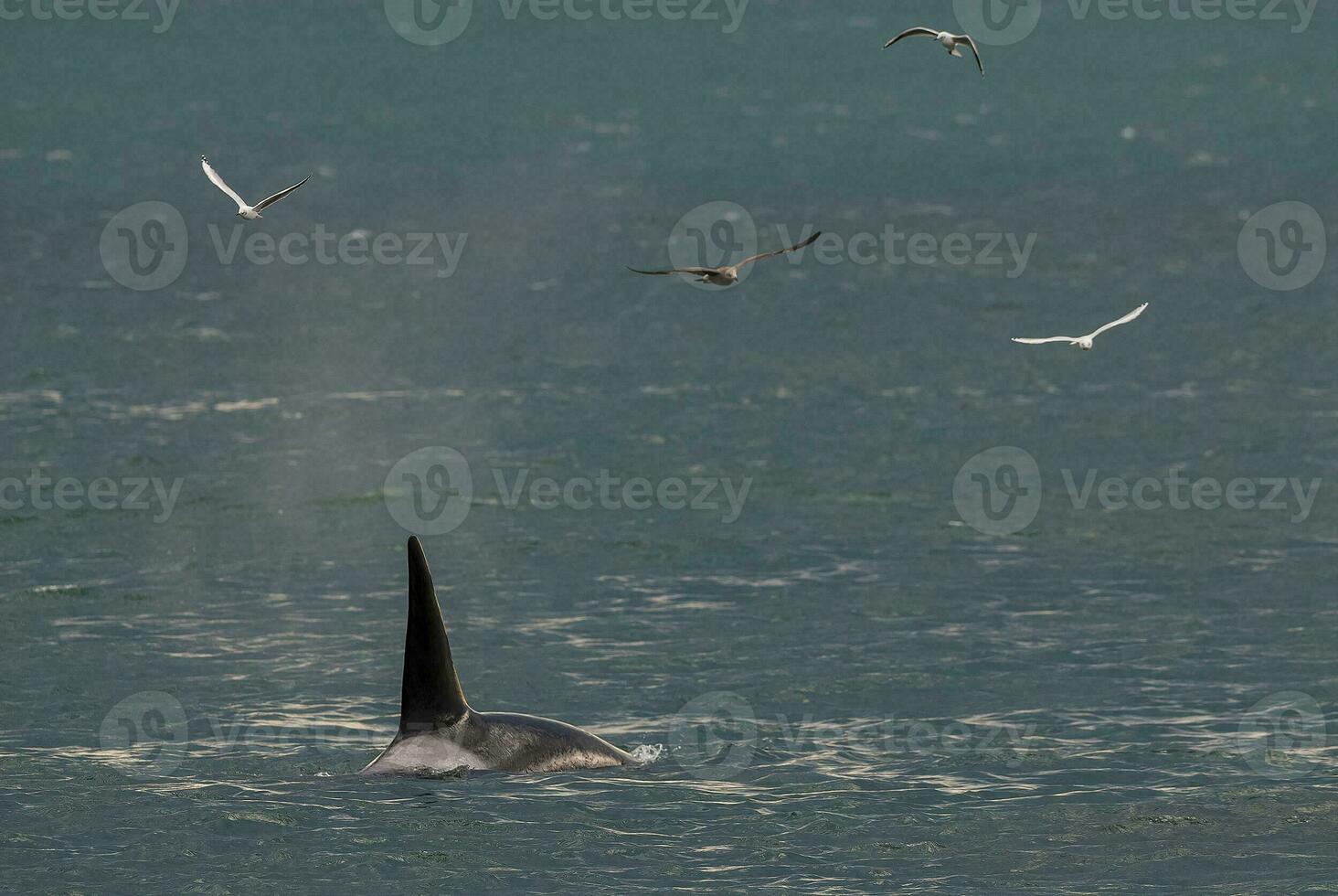 a large black and white whale swimming in the ocean photo