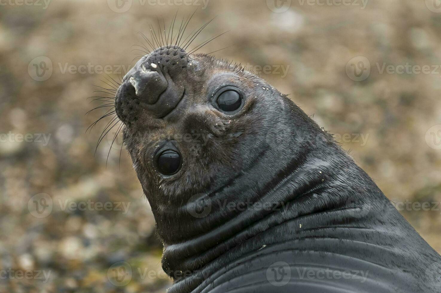 a seal looking up at the camera photo