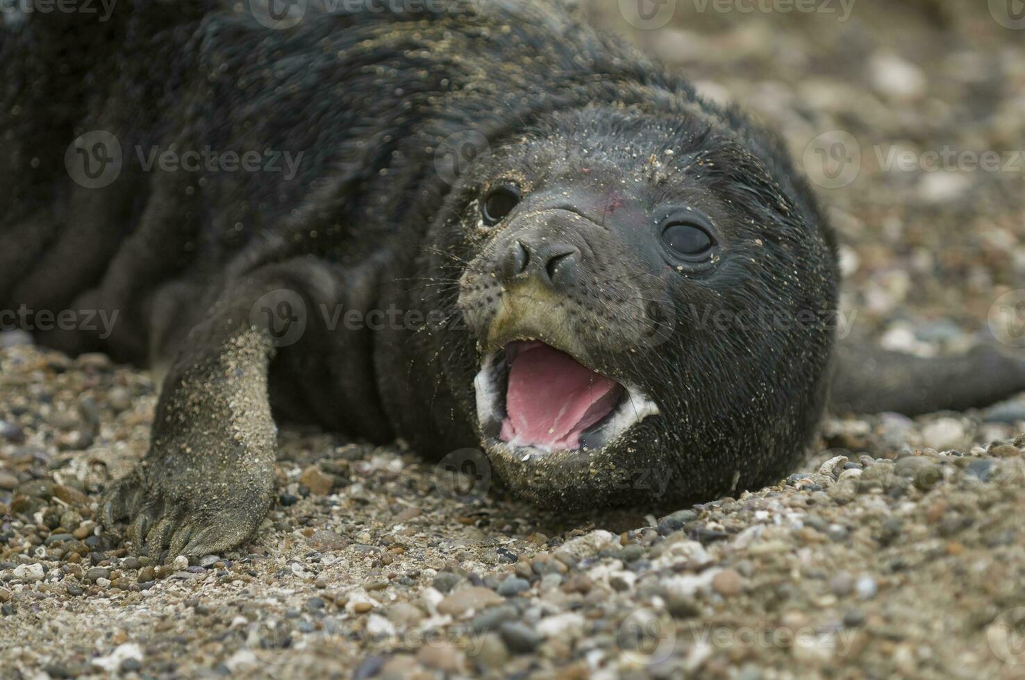 a seal on the beach with its mouth open photo