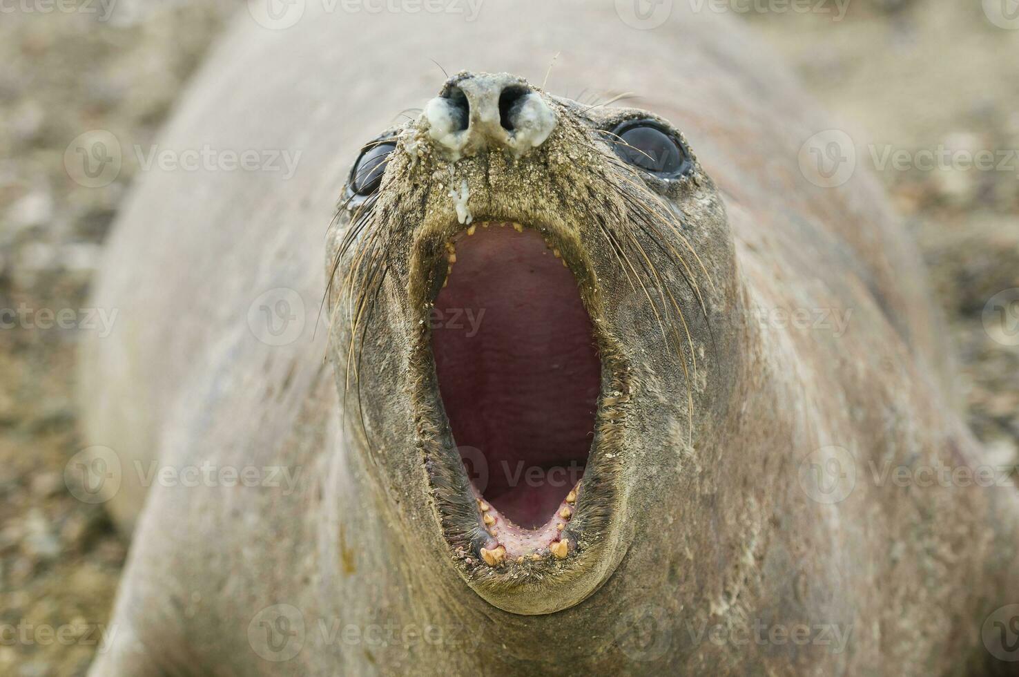 a seal with its mouth open photo