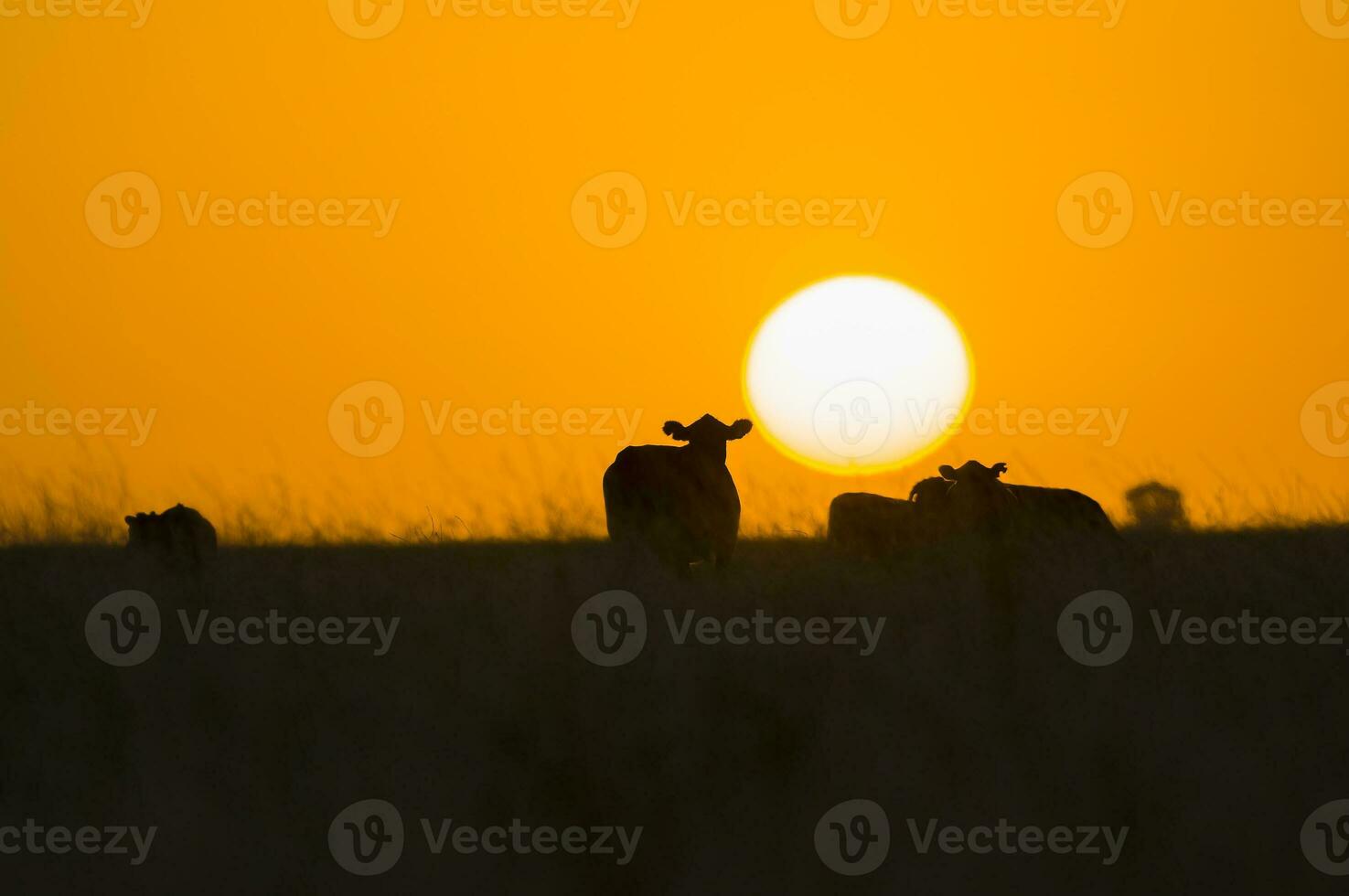 a cow standing in a field at sunset photo