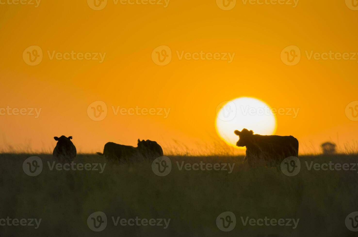 a cow standing in a field at sunset photo