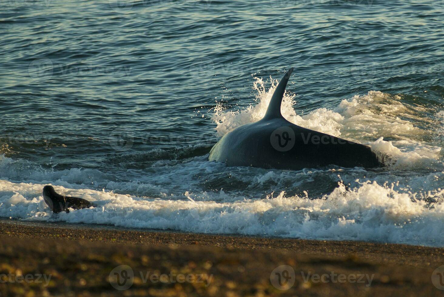 a large black and white whale in the ocean photo