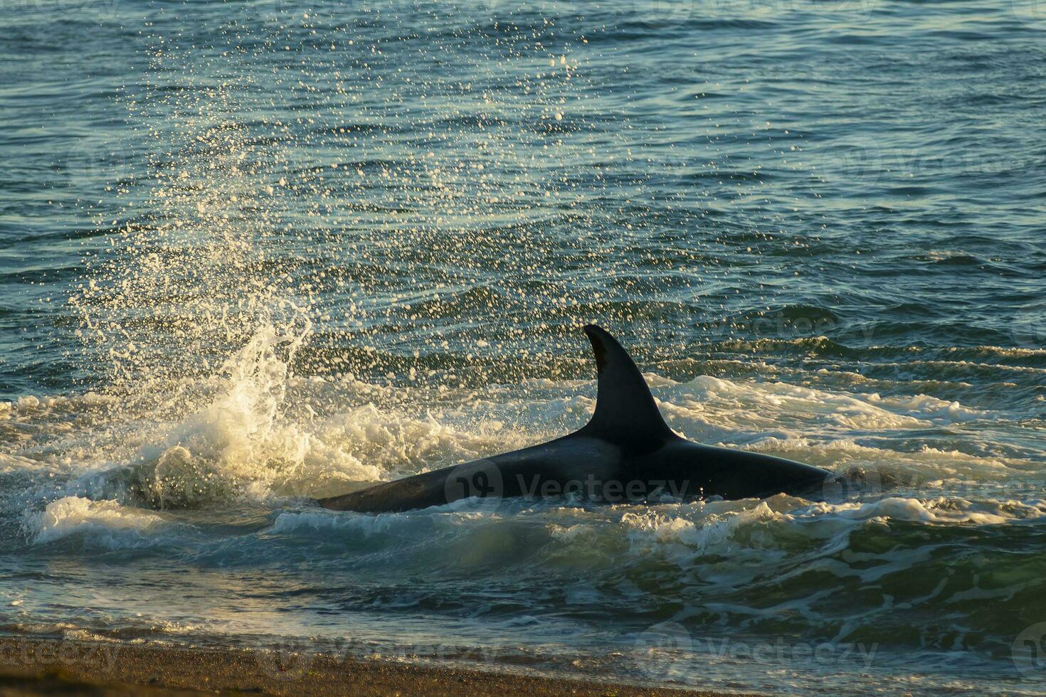 a whale is splashing in the water photo