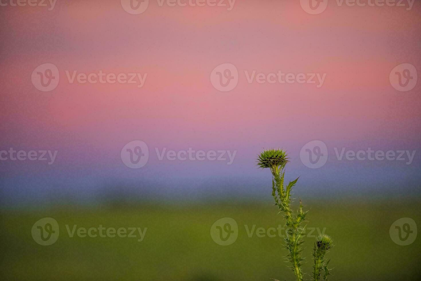 thistle in the sunset photo