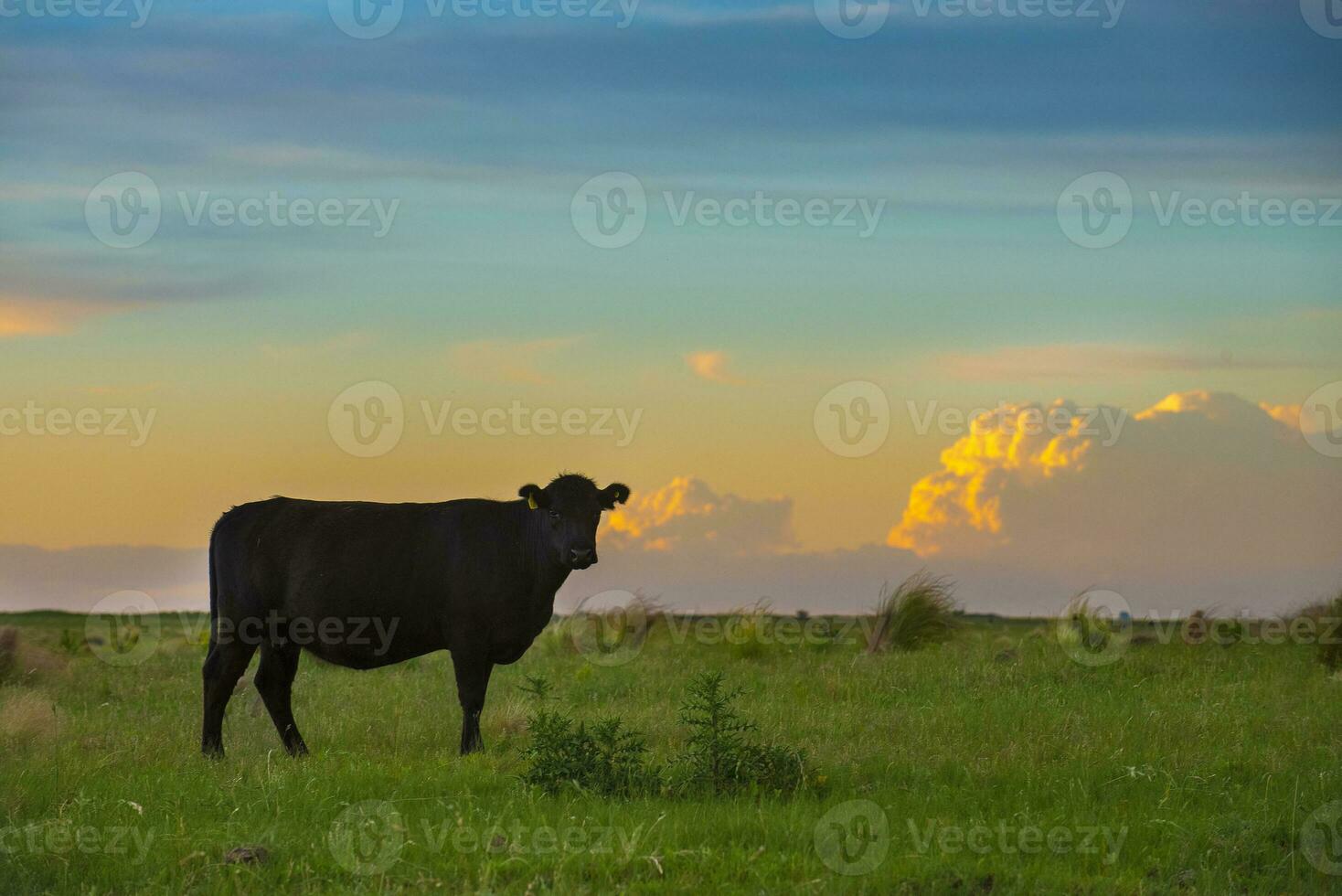 un vaca en pie en un campo a puesta de sol foto