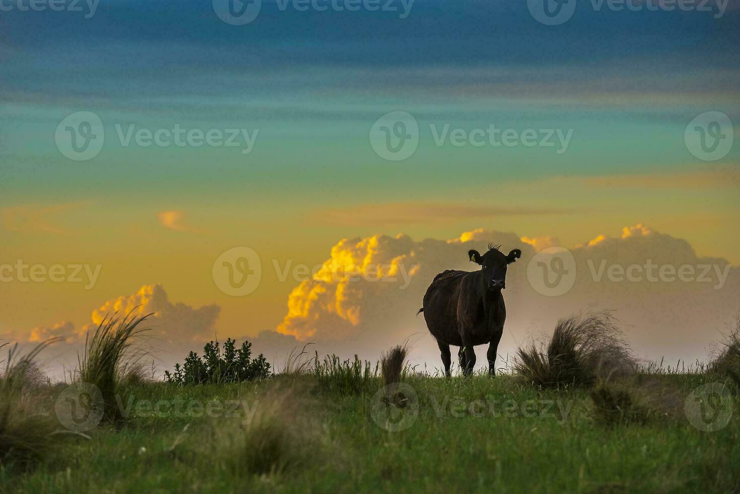 a cow standing in a field at sunset photo