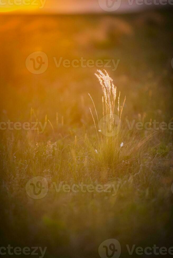 a grass plant in the middle of a field at sunset photo
