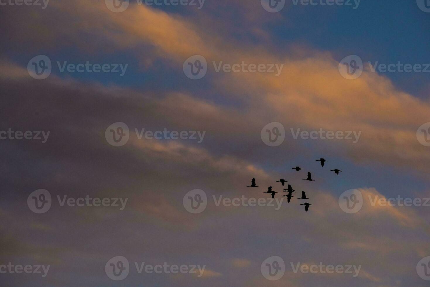 a flock of birds flying in the sky at sunset photo