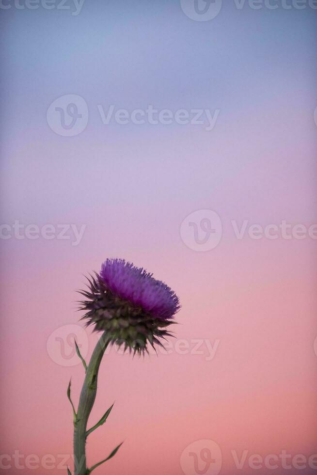 a thistle flower against a pink sky photo