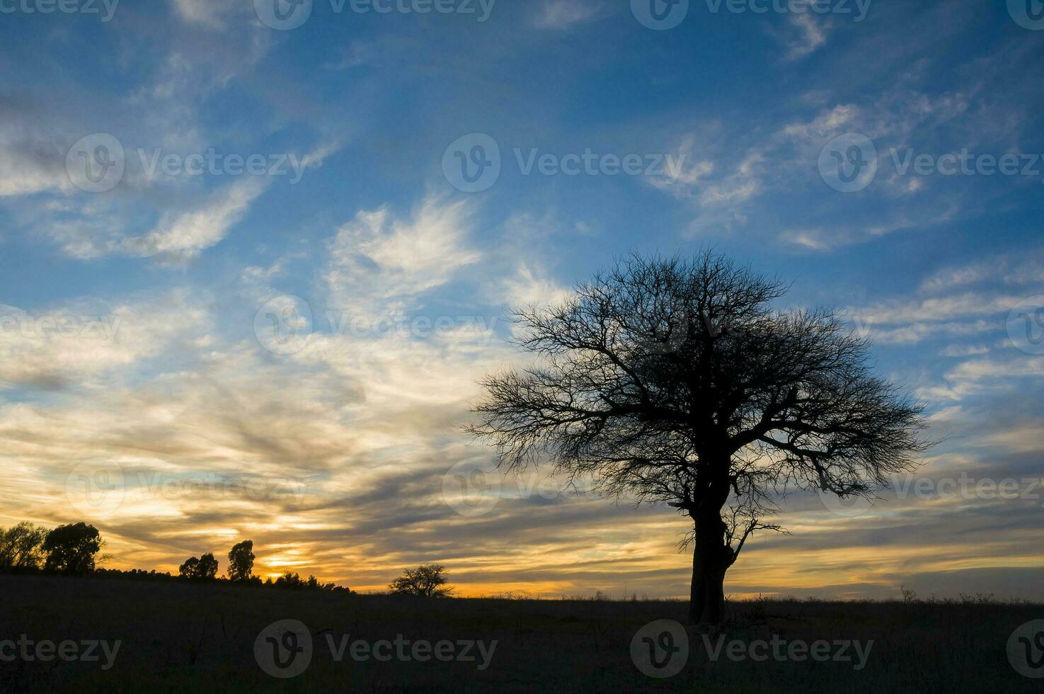 a lone tree stands in a field at sunset photo