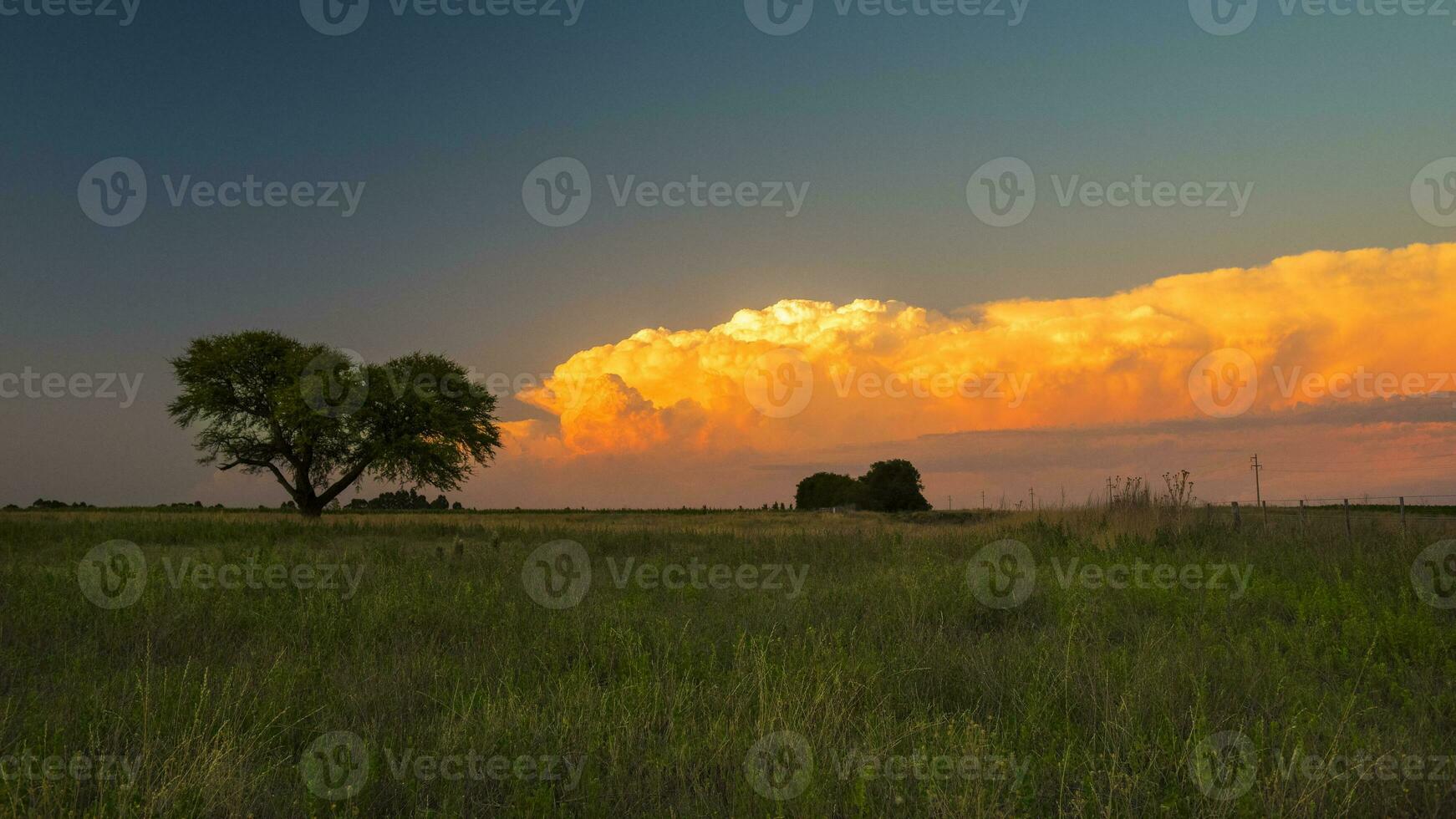 a lone tree stands in a field with a large cloud in the sky photo