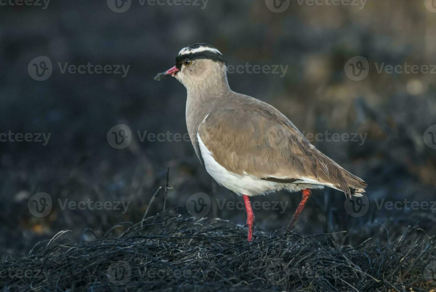 a bird with a red beak standing in the grass photo